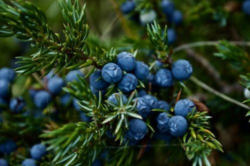 Gros plan sur des baies bleues et aiguilles de genévrier, illustrant les botaniques utilisées dans les gin premium français botaniques